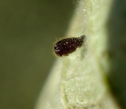 Stethorus pusillus